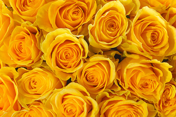 Bright yellow roses in full bloom showcasing their beauty and elegance