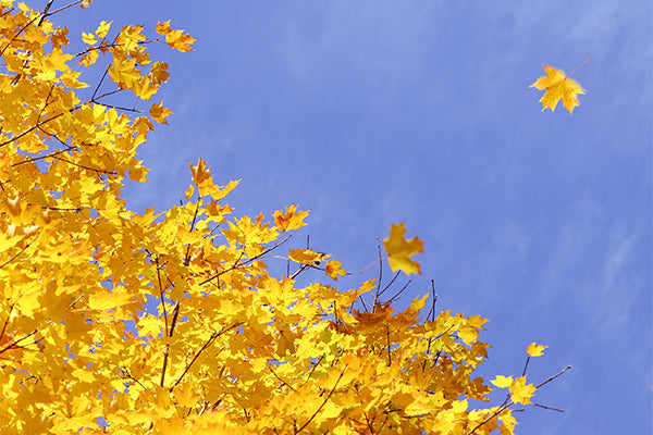 Maple Trees with Yellow Fall Color showcasing bright yellow leaves