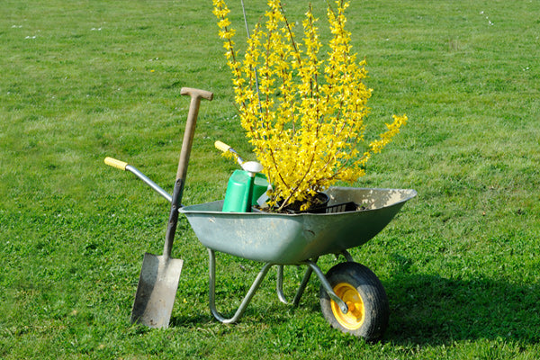 Plants For Clay Soil featuring yellow flowering plant in wheelbarrow
