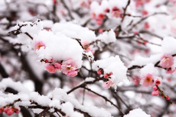Cold Hardy Plants with pink flowers blooming under snow