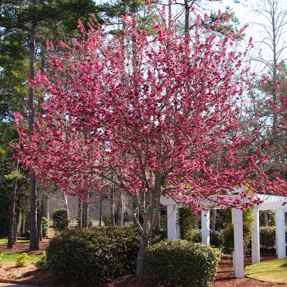 Crabapple Trees