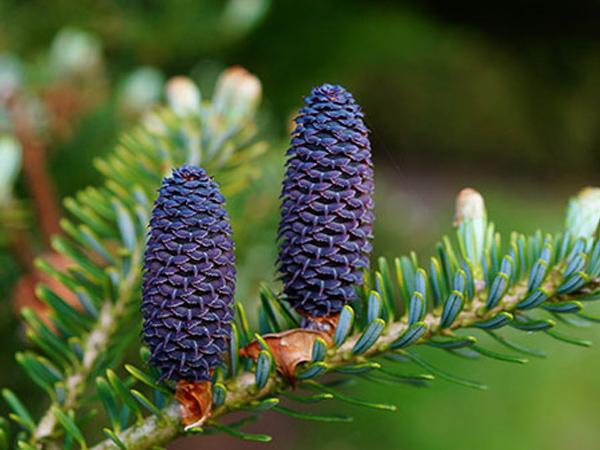 Conifer Trees