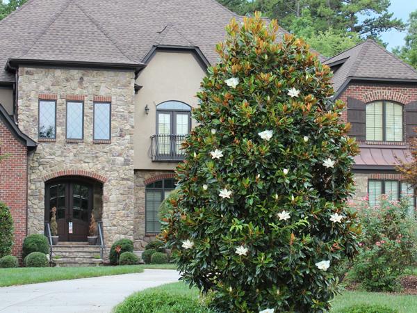 Flowering Evergreens