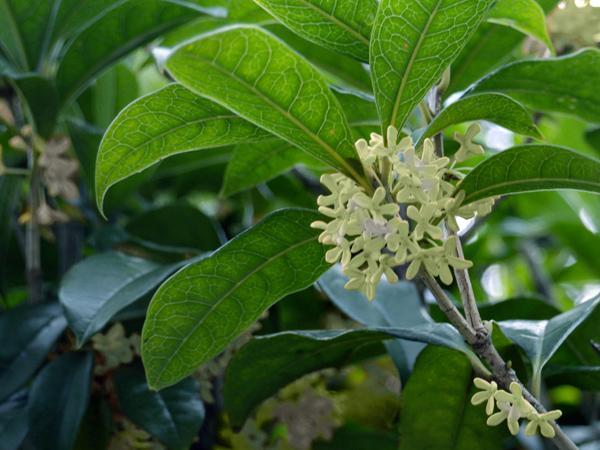 Fragrant Evergreens