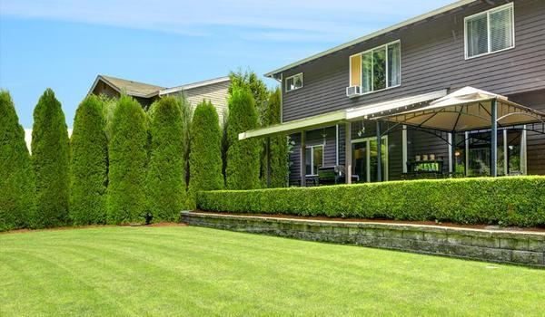 Lush California Grown Privacy Evergreens lining a modern home’s backyard