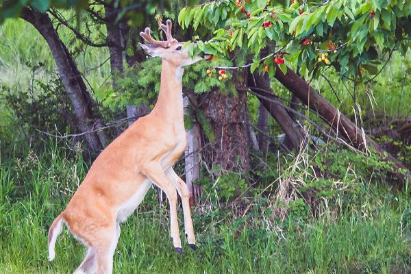 A deer reaching for leaves on a Deer Resistant Tree in a natural forest setting