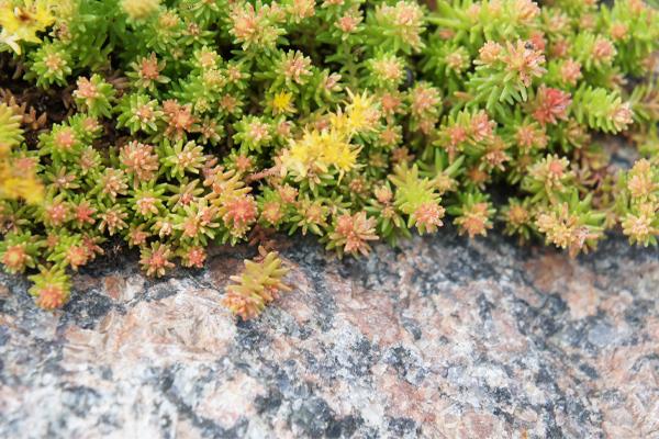 Drought Tolerant green and yellow plants thriving on rocky surface