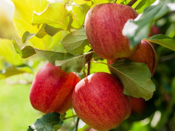 Apple Trees