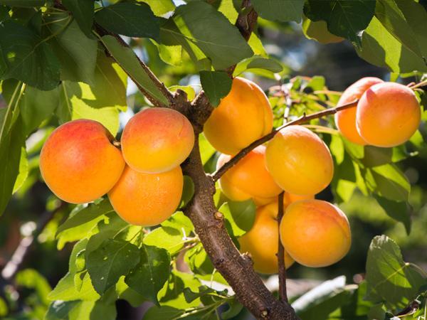 Apricot Trees