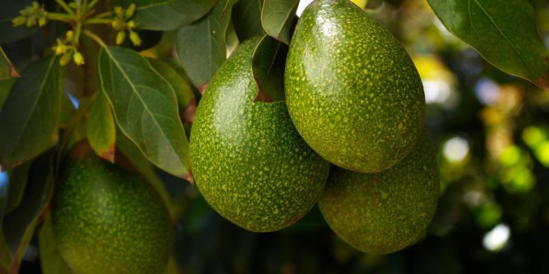 Avocado Trees