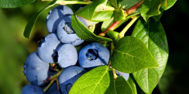 Berry Bushes