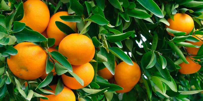 Citrus Trees