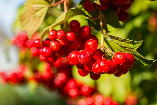 Cranberry Bushes