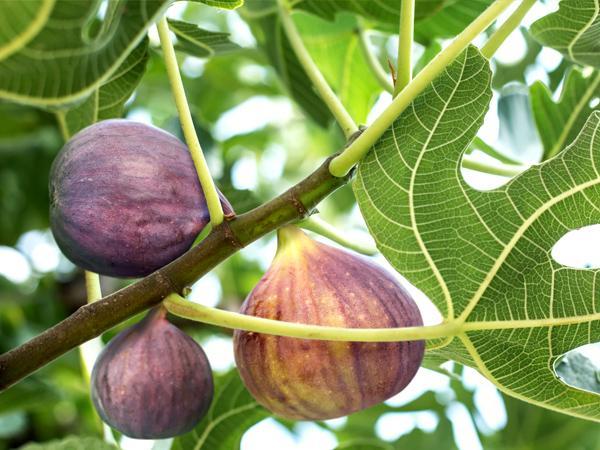 Fig Trees showcasing ripe figs on branches amidst lush green leaves