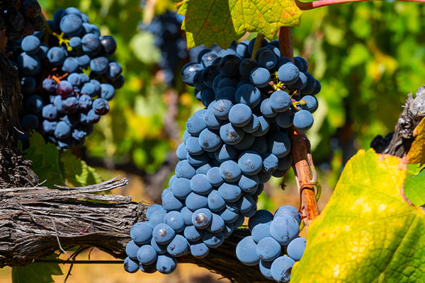 Buy Victoria Red Grape Vines Online