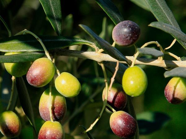 Olive Trees