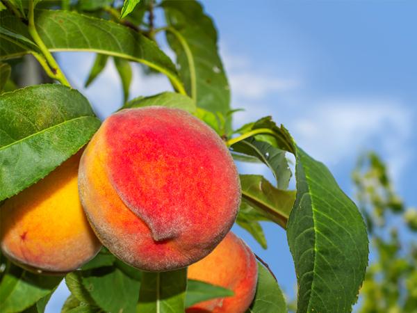 Peach Trees