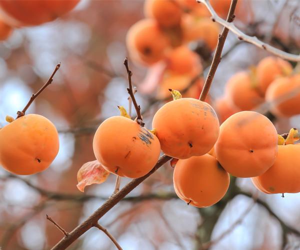 Persimmon TRees