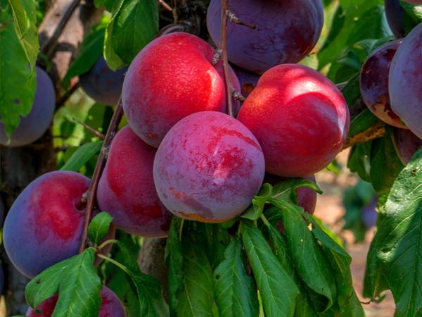 Plum Trees