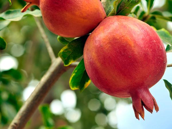 Pomegranate Trees