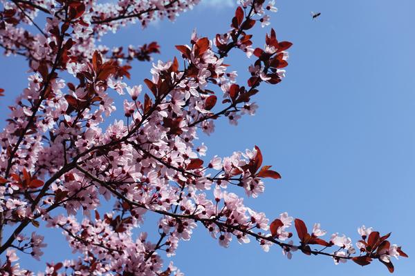 Flowering Plum Trees in full bloom against clear blue sky