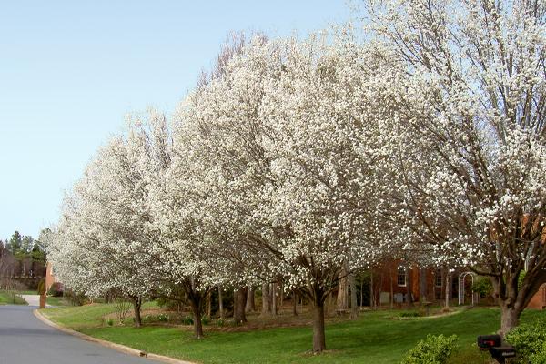 Flowering Pear Trees in full bloom