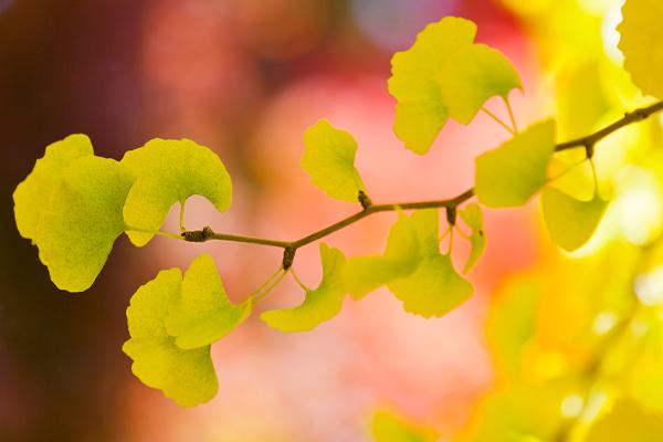 Bright yellow Ginkgo Trees leaves