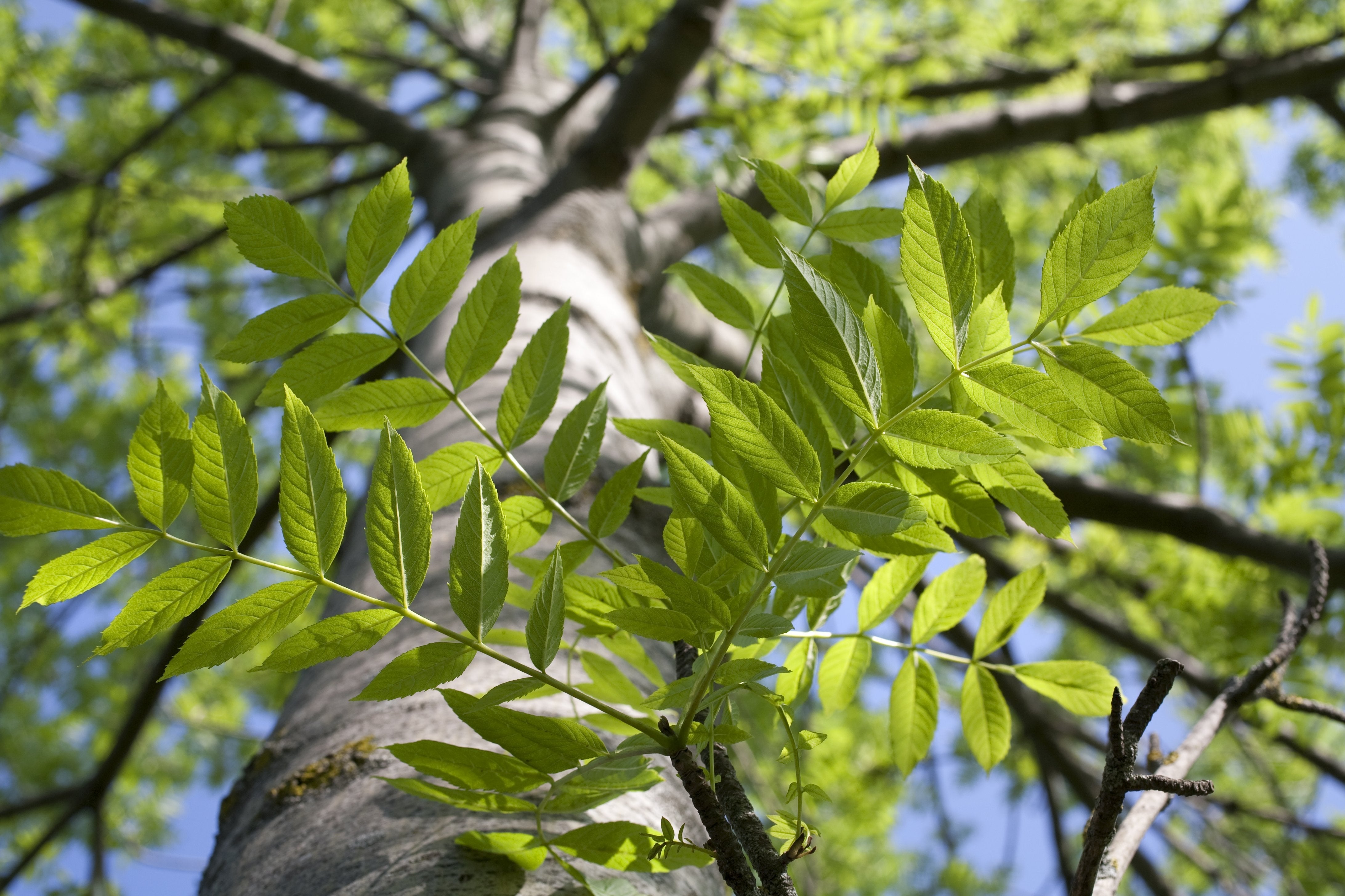 Ash Trees