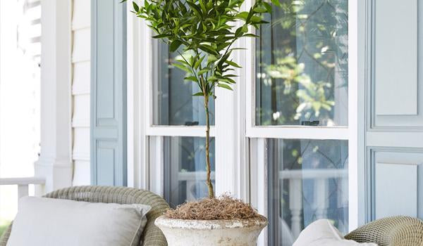 California Grown Indoor/Patio Trees in a pot beside cozy outdoor seating