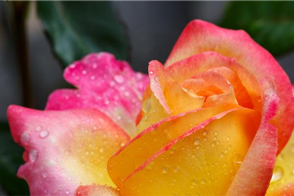 Closeup view of dew-kissed Multi-Colored Unique Roses showcasing vibrant hues of pink yellow and orange