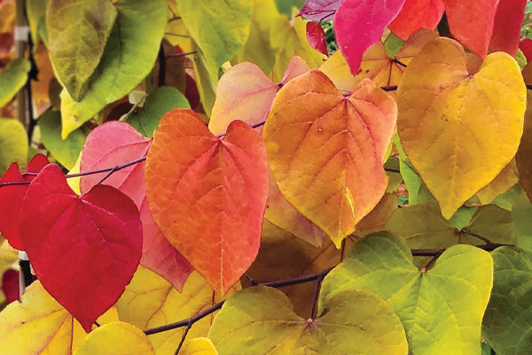 Showstopper trees & plants: vibrant heart-shaped leaves in a mix of red yellow and green hues