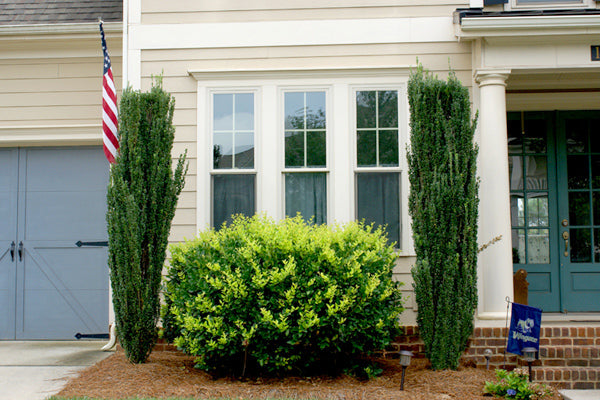 Spacemaker Small Trees & Shrubs enhancing home exterior with vibrant foliage