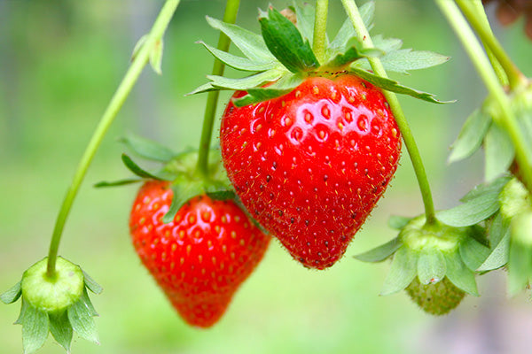 Ripe red strawberries on Strawberry Bushes