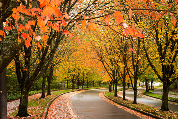 Curved path lined with vibrant autumn street trees
