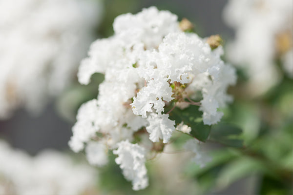 White Crape Myrtles