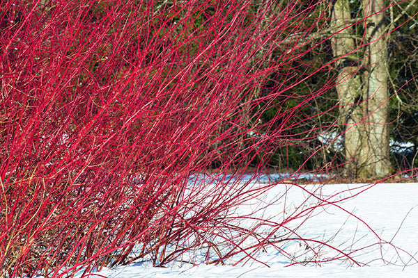 Winter Interest showcases vibrant red branches against a snowy landscape and bare trees