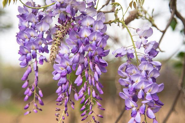 Wisteria Trees