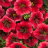 Proven Winners Superbells® Pomegranate Punch™ Calibrachoa