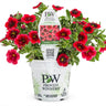 Proven Winners Superbells® Pomegranate Punch™ Calibrachoa