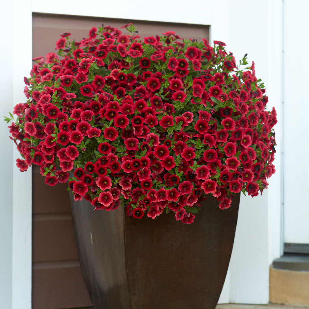 Proven Winners Superbells¬Æ Pomegranate Punch Calibrachoa