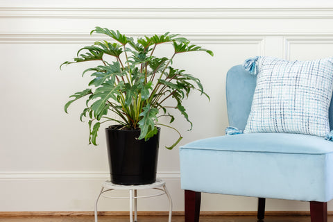 Lush Xanadu plant in a black pot beside a blue armchair with a checkered pillow