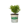 Better Boxwood® Heritage™ Shrub