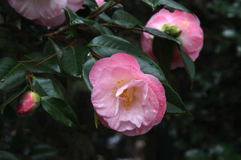 Dew-kissed pink Camellias blooming amidst lush green leaves.