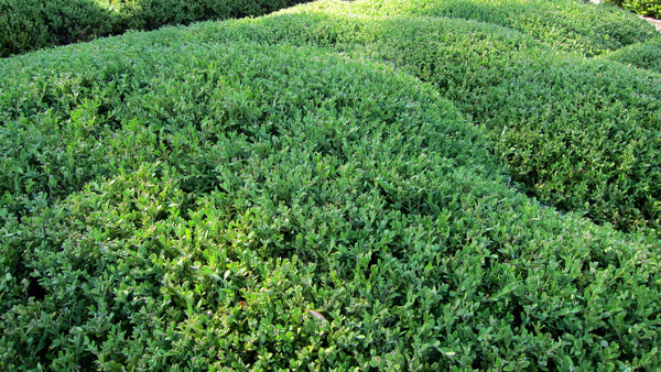 Wintergreen Boxwood