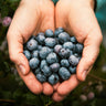 3-in-1 Blueberry Bush (Northern Highbush)