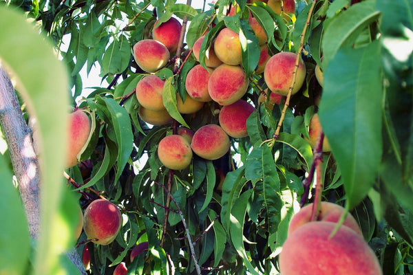 Peach Tree for Peach Month