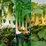 Multicolor Angel Trumpet Tree