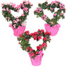 Heart-Shaped Azalea