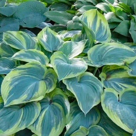 Earth Angel Hosta