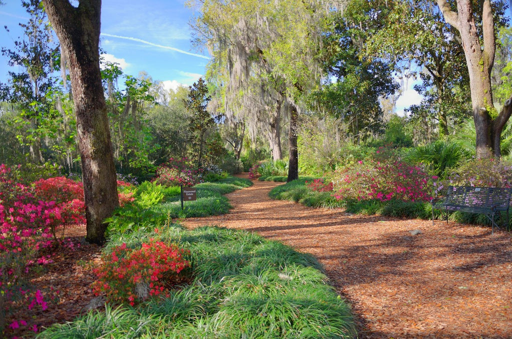 Florida Trees and Plants for Your Climate